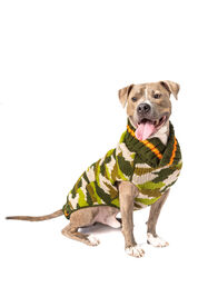 Chilly Dog Camo Dog Sweater, Large