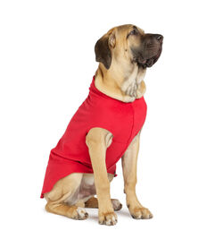 Gold Paw Stretch Fleece Dog Coat, Red, 26