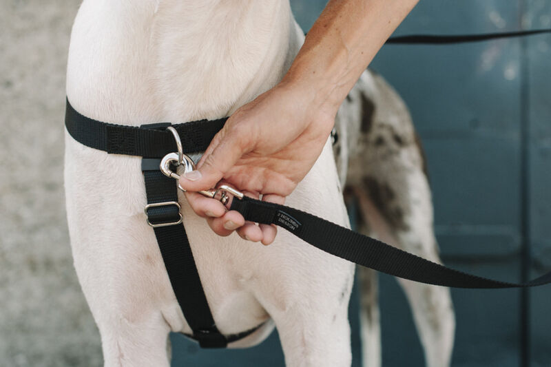 2 Hounds Design Freedom Training Dog Leash, Black
