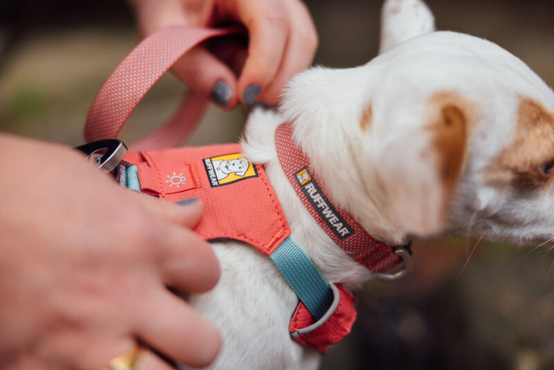 Ruffwear Hi & Light Lightweight Dog Harness, Salmon Pink